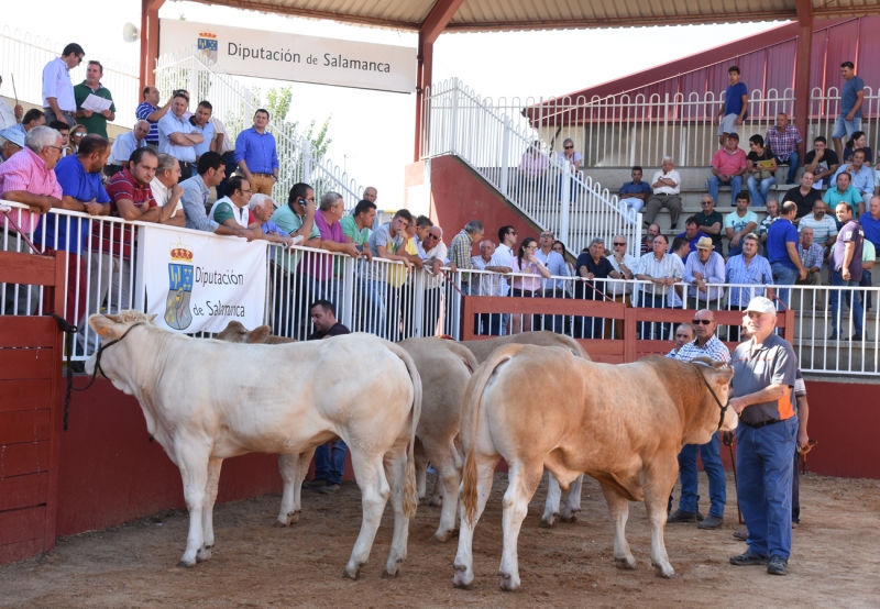 Exposición Internacional de ganado puro