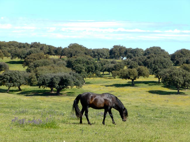 Finca de Castro Enríquez