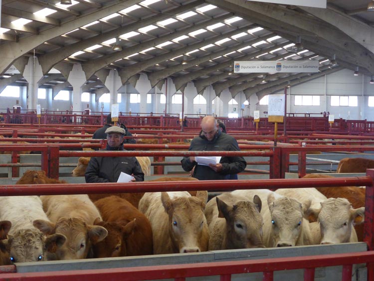 Mercado regional de ganados