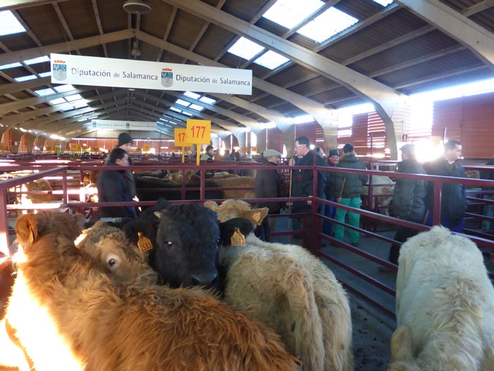 Mercado regional de ganados